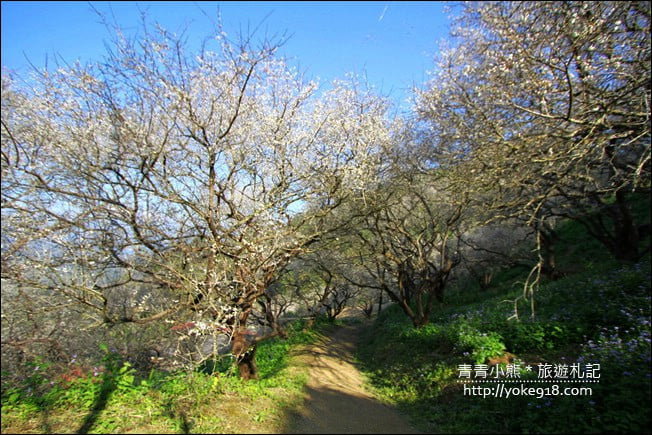 南投景點》九尖茶廠．九份二山賞梅景點~國姓賞梅花，這裡也超美 @青青小熊＊旅遊札記