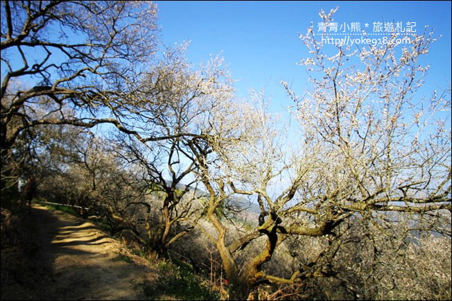 南投景點》九尖茶廠.九份二山賞梅景點~國姓賞梅花,這裡也超美 @青青小熊*旅遊札記 南投景點》九尖茶廠.九份二山賞梅景點~國姓賞梅花,這裡也超美 @青青小熊*旅遊札記