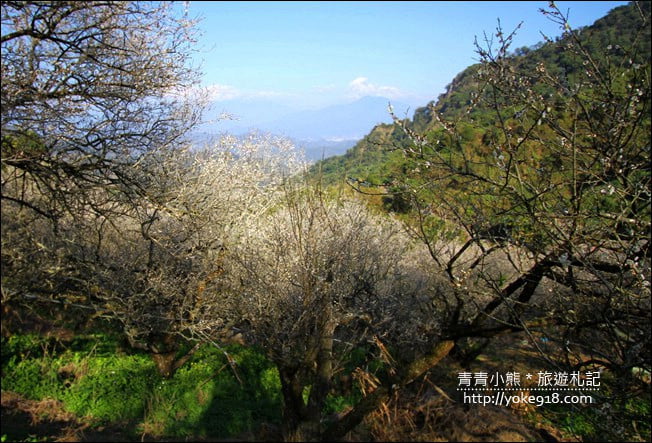 南投景點》九尖茶廠.九份二山賞梅景點~國姓賞梅花,這裡也超美 @青青小熊*旅遊札記 南投景點》九尖茶廠.九份二山賞梅景點~國姓賞梅花,這裡也超美 @青青小熊*旅遊札記