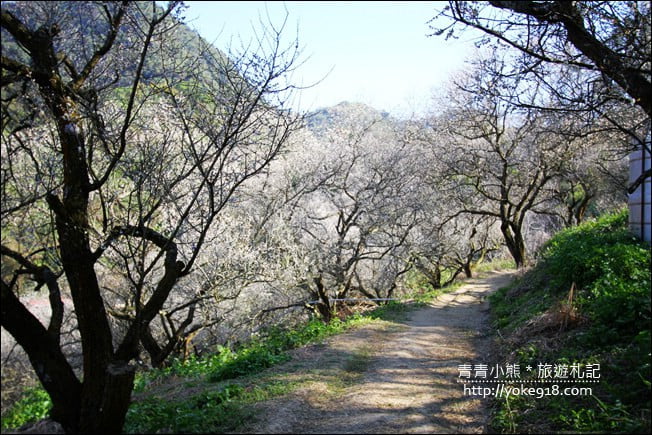 南投景點》九尖茶廠.九份二山賞梅景點~國姓賞梅花,這裡也超美 @青青小熊*旅遊札記 南投景點》九尖茶廠.九份二山賞梅景點~國姓賞梅花,這裡也超美 @青青小熊*旅遊札記