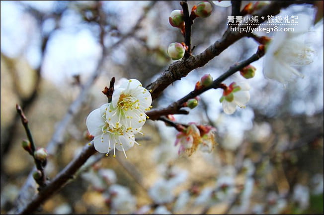 南投景點》九尖茶廠．九份二山賞梅景點~國姓賞梅花，這裡也超美 @青青小熊＊旅遊札記