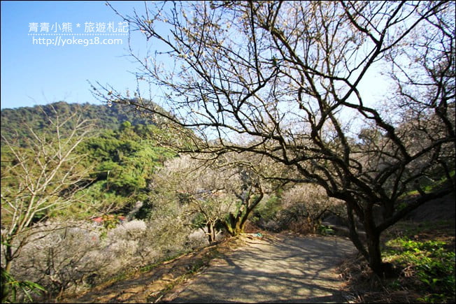 南投景點》九尖茶廠.九份二山賞梅景點~國姓賞梅花,這裡也超美 @青青小熊*旅遊札記 南投景點》九尖茶廠.九份二山賞梅景點~國姓賞梅花,這裡也超美 @青青小熊*旅遊札記