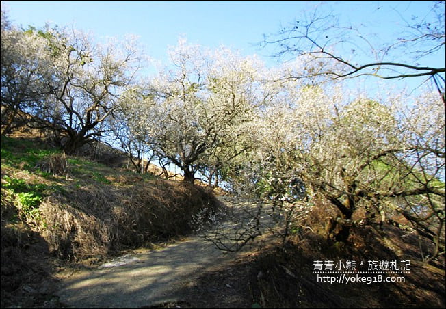 南投景點》九尖茶廠.九份二山賞梅景點~國姓賞梅花,這裡也超美 @青青小熊*旅遊札記 南投景點》九尖茶廠.九份二山賞梅景點~國姓賞梅花,這裡也超美 @青青小熊*旅遊札記