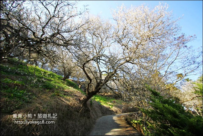 南投景點》九尖茶廠．九份二山賞梅景點~國姓賞梅花，這裡也超美 @青青小熊＊旅遊札記