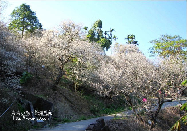 南投景點》九尖茶廠.九份二山賞梅景點~國姓賞梅花,這裡也超美 @青青小熊*旅遊札記 南投景點》九尖茶廠.九份二山賞梅景點~國姓賞梅花,這裡也超美 @青青小熊*旅遊札記