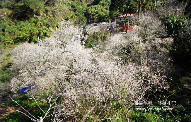南投景點》九尖茶廠.九份二山賞梅景點~國姓賞梅花,這裡也超美 @青青小熊*旅遊札記 南投景點》九尖茶廠.九份二山賞梅景點~國姓賞梅花,這裡也超美 @青青小熊*旅遊札記