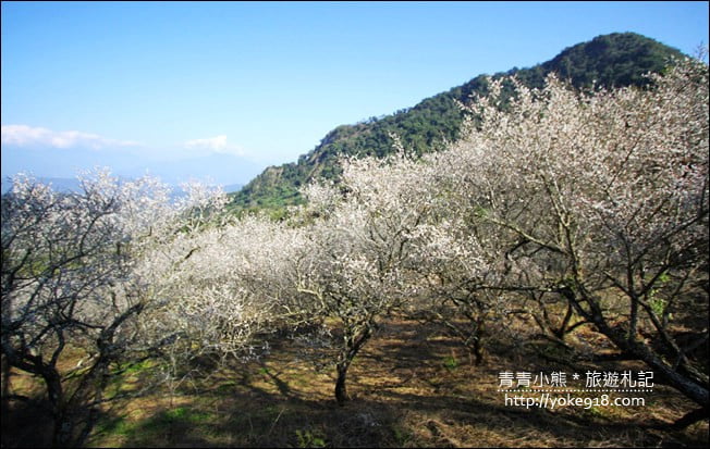 南投景點》九尖茶廠．九份二山賞梅景點~國姓賞梅花，這裡也超美 @青青小熊＊旅遊札記