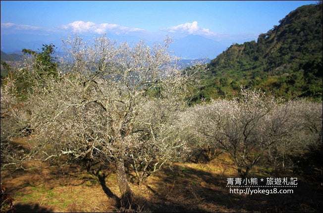 南投景點》九尖茶廠.九份二山賞梅景點~國姓賞梅花,這裡也超美 @青青小熊*旅遊札記 南投景點》九尖茶廠.九份二山賞梅景點~國姓賞梅花,這裡也超美 @青青小熊*旅遊札記