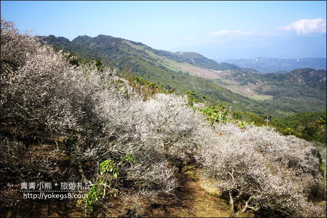 南投景點》九尖茶廠.九份二山賞梅景點~國姓賞梅花,這裡也超美 @青青小熊*旅遊札記 南投景點》九尖茶廠.九份二山賞梅景點~國姓賞梅花,這裡也超美 @青青小熊*旅遊札記