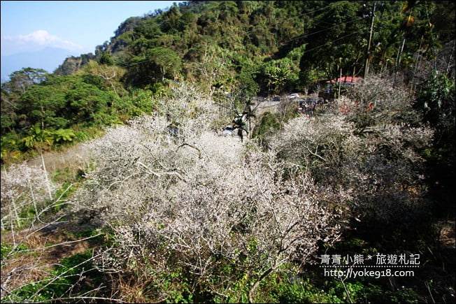 南投景點》九尖茶廠.九份二山賞梅景點~國姓賞梅花,這裡也超美 @青青小熊*旅遊札記 南投景點》九尖茶廠.九份二山賞梅景點~國姓賞梅花,這裡也超美 @青青小熊*旅遊札記