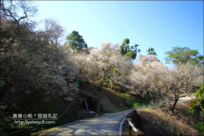 南投景點》九尖茶廠.九份二山賞梅景點~國姓賞梅花,這裡也超美 @青青小熊*旅遊札記 南投景點》九尖茶廠.九份二山賞梅景點~國姓賞梅花,這裡也超美 @青青小熊*旅遊札記