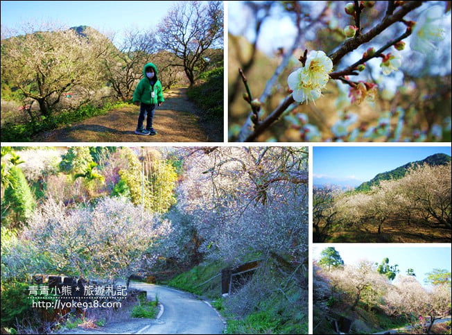 南投景點》九尖茶廠.九份二山賞梅景點~國姓賞梅花,這裡也超美 @青青小熊*旅遊札記 南投景點》九尖茶廠.九份二山賞梅景點~國姓賞梅花,這裡也超美 @青青小熊*旅遊札記