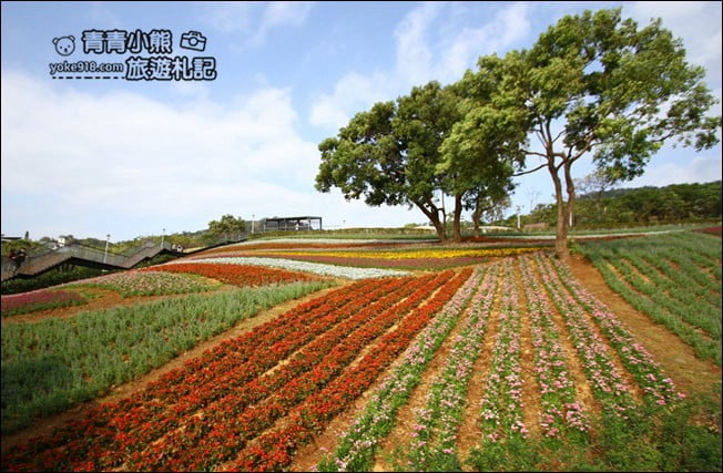 台北景點》北投三層崎公園.台北美麗的彩虹花田登場 @青青小熊*旅遊札記 台北景點》北投三層崎公園.台北美麗的彩虹花田登場 @青青小熊*旅遊札記