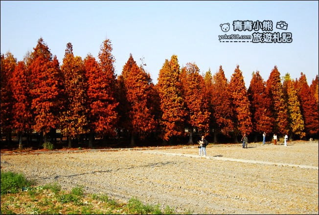 彰化景點》大村落羽松．超大一片落羽松林秘境已變色~傳說中的巨大俄羅斯方塊落羽松 @青青小熊＊旅遊札記