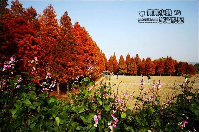 彰化景點》大村落羽松．超大一片落羽松林秘境已變色~傳說中的巨大俄羅斯方塊落羽松 @青青小熊＊旅遊札記