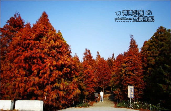 彰化景點》大村落羽松．超大一片落羽松林秘境已變色~傳說中的巨大俄羅斯方塊落羽松 @青青小熊＊旅遊札記