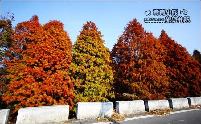 彰化景點》大村落羽松．超大一片落羽松林秘境已變色~傳說中的巨大俄羅斯方塊落羽松 @青青小熊＊旅遊札記