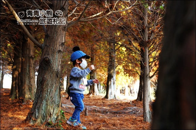 彰化景點》大村落羽松．超大一片落羽松林秘境已變色~傳說中的巨大俄羅斯方塊落羽松 @青青小熊＊旅遊札記