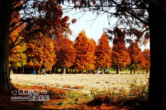 彰化景點》大村落羽松．超大一片落羽松林秘境已變色~傳說中的巨大俄羅斯方塊落羽松 @青青小熊＊旅遊札記
