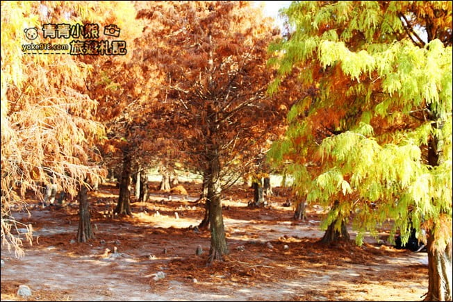彰化景點》大村落羽松．超大一片落羽松林秘境已變色~傳說中的巨大俄羅斯方塊落羽松 @青青小熊＊旅遊札記