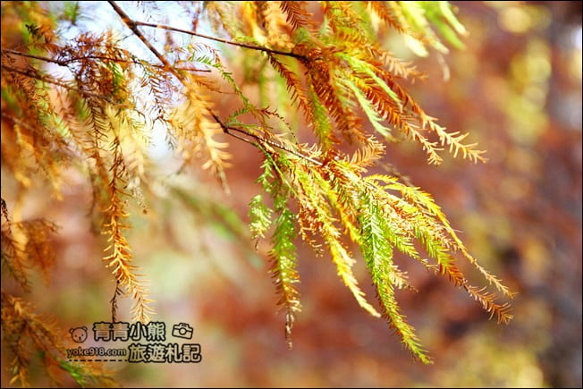 彰化景點》大村落羽松．超大一片落羽松林秘境已變色~傳說中的巨大俄羅斯方塊落羽松 @青青小熊＊旅遊札記