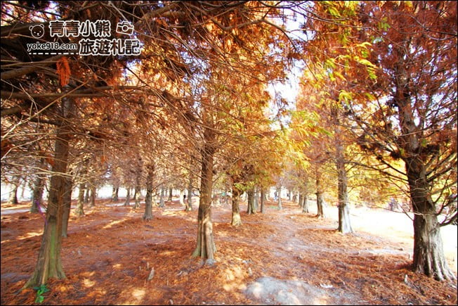 彰化景點》大村落羽松．超大一片落羽松林秘境已變色~傳說中的巨大俄羅斯方塊落羽松 @青青小熊＊旅遊札記