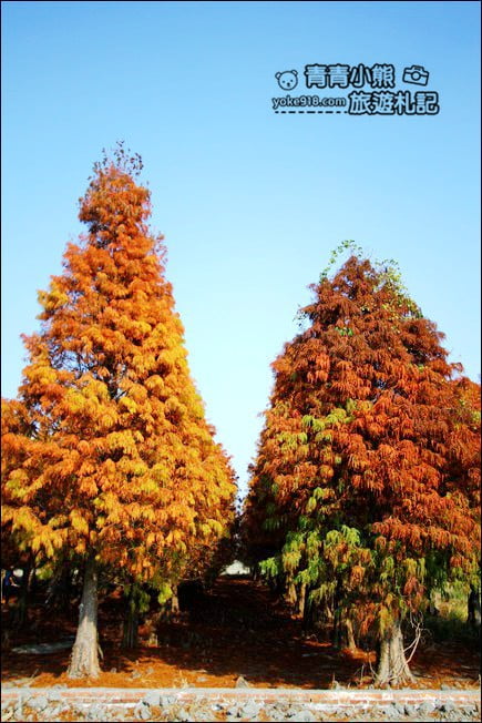 彰化景點》大村落羽松．超大一片落羽松林秘境已變色~傳說中的巨大俄羅斯方塊落羽松 @青青小熊＊旅遊札記
