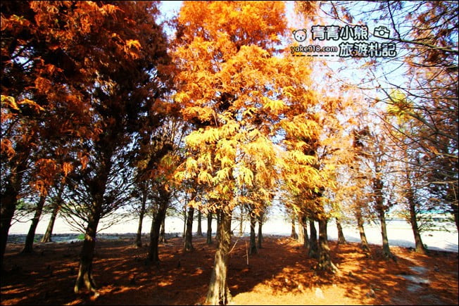 彰化景點》大村落羽松．超大一片落羽松林秘境已變色~傳說中的巨大俄羅斯方塊落羽松 @青青小熊＊旅遊札記