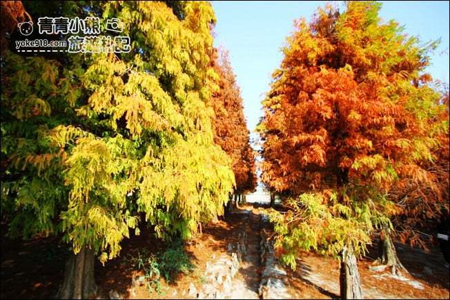 彰化景點》大村落羽松．超大一片落羽松林秘境已變色~傳說中的巨大俄羅斯方塊落羽松 @青青小熊＊旅遊札記