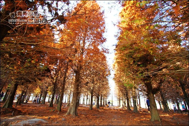 彰化景點》大村落羽松．超大一片落羽松林秘境已變色~傳說中的巨大俄羅斯方塊落羽松 @青青小熊＊旅遊札記