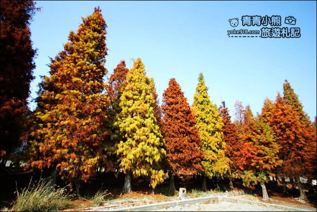 彰化景點》大村落羽松．超大一片落羽松林秘境已變色~傳說中的巨大俄羅斯方塊落羽松 @青青小熊＊旅遊札記