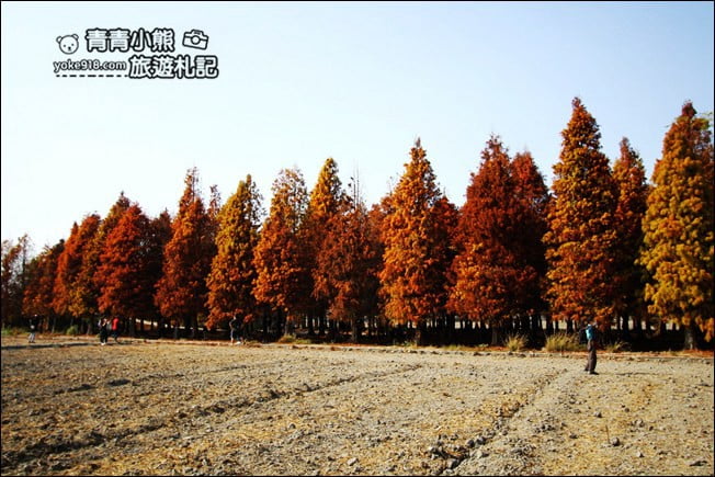 彰化景點》大村落羽松．超大一片落羽松林秘境已變色~傳說中的巨大俄羅斯方塊落羽松 @青青小熊＊旅遊札記