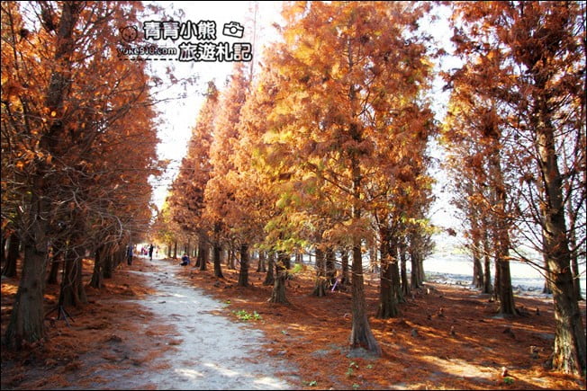 彰化景點》大村落羽松．超大一片落羽松林秘境已變色~傳說中的巨大俄羅斯方塊落羽松 @青青小熊＊旅遊札記