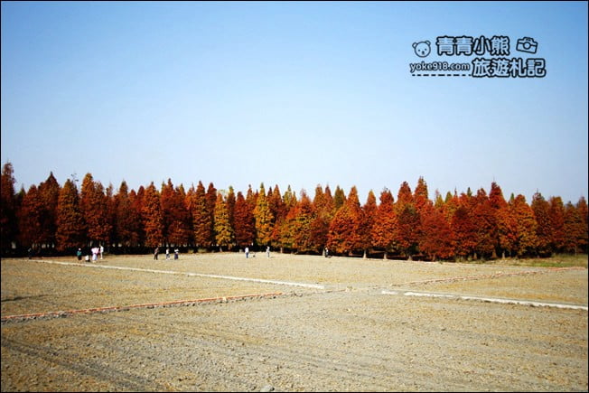 彰化景點》大村落羽松．超大一片落羽松林秘境已變色~傳說中的巨大俄羅斯方塊落羽松 @青青小熊＊旅遊札記