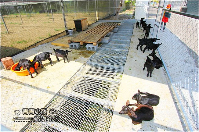 雲林景點》古坑鹿營親子農場.戶外遊戲區.滑草.可愛動物~親子同遊去 @青青小熊*旅遊札記 雲林景點》古坑鹿營親子農場.戶外遊戲區.滑草.可愛動物~親子同遊去 @青青小熊*旅遊札記