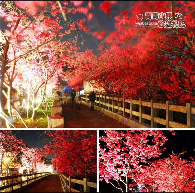 台中景點》泰安櫻花夜櫻．最美夜櫻免費看~愈夜愈美麗的泰安櫻花 @青青小熊＊旅遊札記