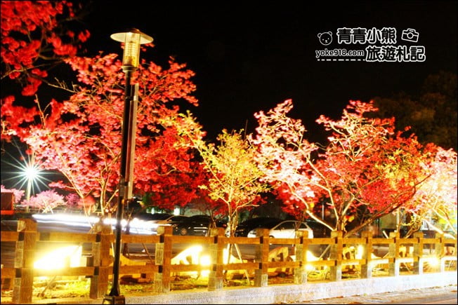 台中景點》泰安櫻花夜櫻．最美夜櫻免費看~愈夜愈美麗的泰安櫻花 @青青小熊＊旅遊札記