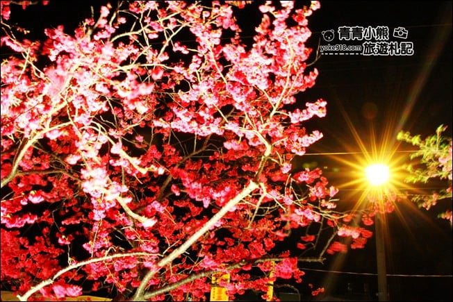 台中景點》泰安櫻花夜櫻．最美夜櫻免費看~愈夜愈美麗的泰安櫻花 @青青小熊＊旅遊札記