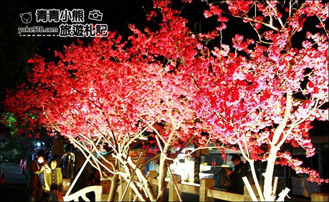 台中景點》泰安櫻花夜櫻．最美夜櫻免費看~愈夜愈美麗的泰安櫻花 @青青小熊＊旅遊札記