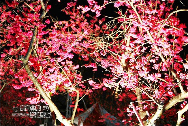 台中景點》泰安櫻花夜櫻．最美夜櫻免費看~愈夜愈美麗的泰安櫻花 @青青小熊＊旅遊札記