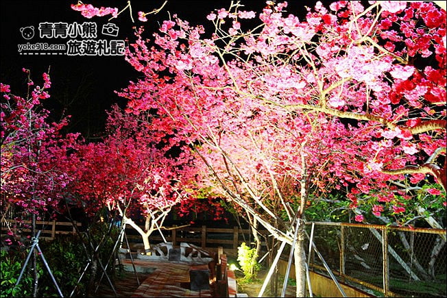 台中景點》泰安櫻花夜櫻．最美夜櫻免費看~愈夜愈美麗的泰安櫻花 @青青小熊＊旅遊札記