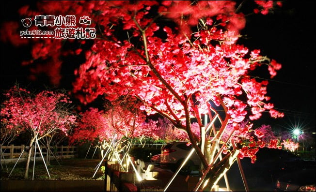 台中景點》泰安櫻花夜櫻．最美夜櫻免費看~愈夜愈美麗的泰安櫻花 @青青小熊＊旅遊札記