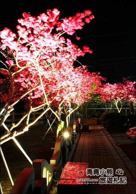 台中景點》泰安櫻花夜櫻．最美夜櫻免費看~愈夜愈美麗的泰安櫻花 @青青小熊＊旅遊札記