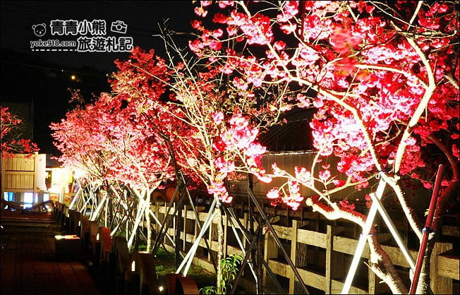 台中景點》泰安櫻花夜櫻．最美夜櫻免費看~愈夜愈美麗的泰安櫻花 @青青小熊＊旅遊札記