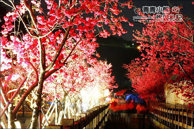 台中景點》泰安櫻花夜櫻．最美夜櫻免費看~愈夜愈美麗的泰安櫻花 @青青小熊＊旅遊札記