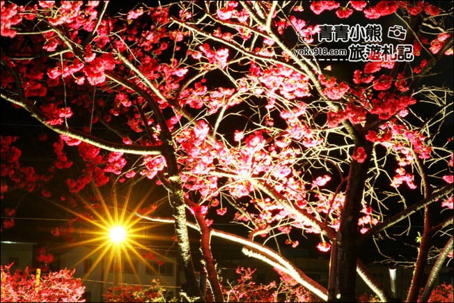 台中景點》泰安櫻花夜櫻．最美夜櫻免費看~愈夜愈美麗的泰安櫻花 @青青小熊＊旅遊札記