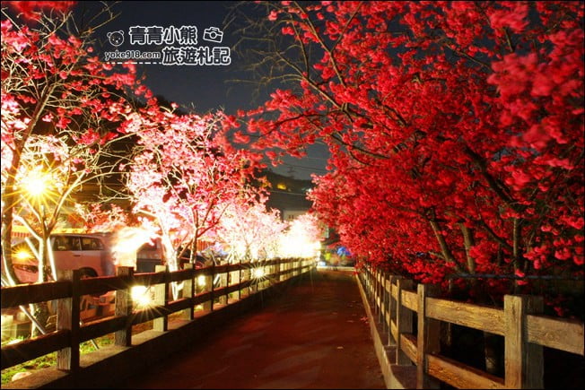 台中景點》泰安櫻花夜櫻．最美夜櫻免費看~愈夜愈美麗的泰安櫻花 @青青小熊＊旅遊札記