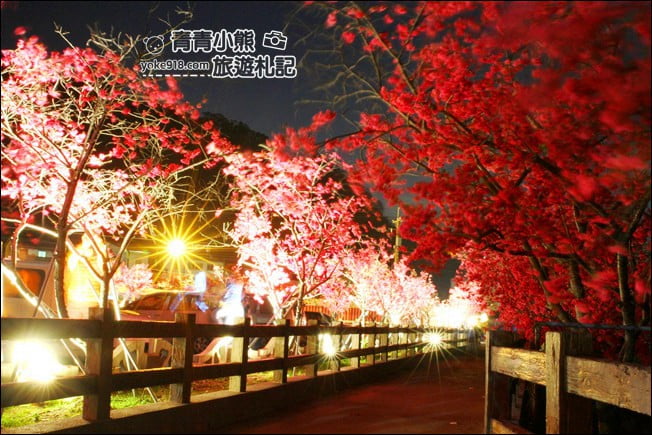 台中景點》泰安櫻花夜櫻．最美夜櫻免費看~愈夜愈美麗的泰安櫻花 @青青小熊＊旅遊札記