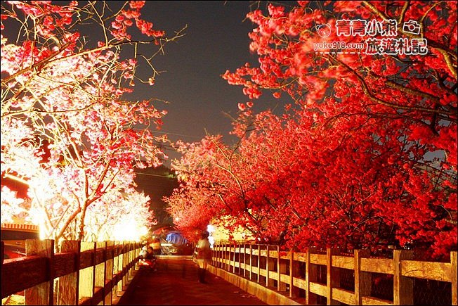 台中景點》泰安櫻花夜櫻．最美夜櫻免費看~愈夜愈美麗的泰安櫻花 @青青小熊＊旅遊札記
