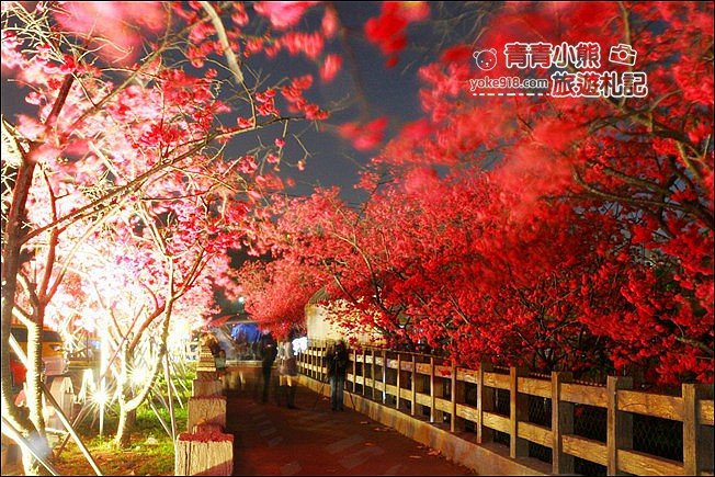 台中景點》泰安櫻花夜櫻．最美夜櫻免費看~愈夜愈美麗的泰安櫻花 @青青小熊＊旅遊札記